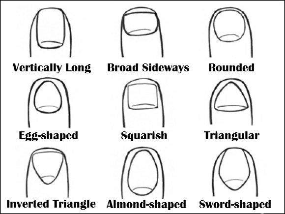 Why are nails shaped the way they are? photo 4