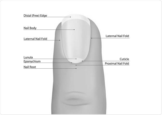 Can diseases really affect our nails? photo 13