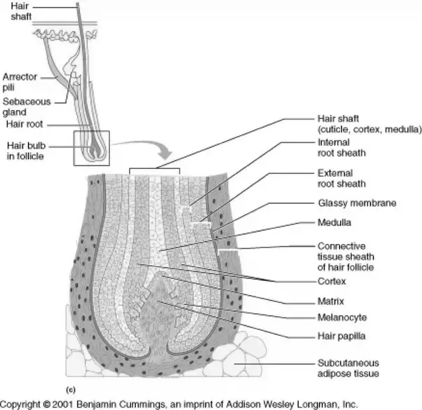 Why do nails grow from the bottom and not from the top? image 5