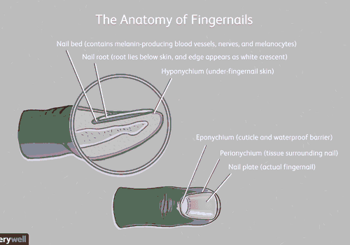 Will the nail body/plate grow back up to its original position? image 2