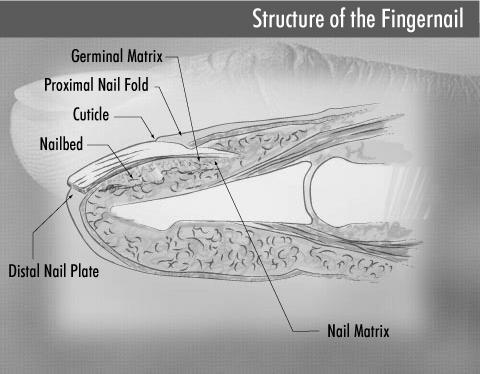 Why is nail care important? image 7