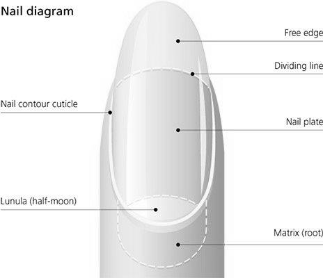 How long would it take for my nails to grow back? image 3