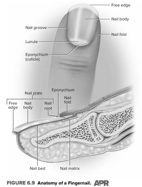 Why do nails grow from the bottom and not from the top? photo 2