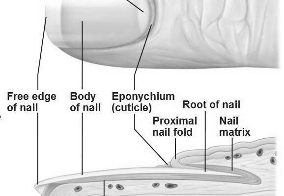 Why do nails go white at the end of them? image 0