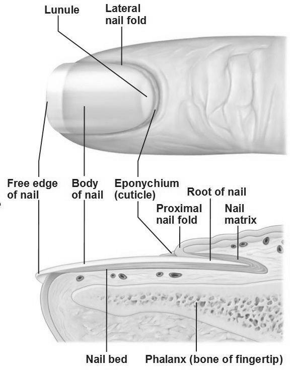 Why do nails grow from the bottom and not from the top? photo 6