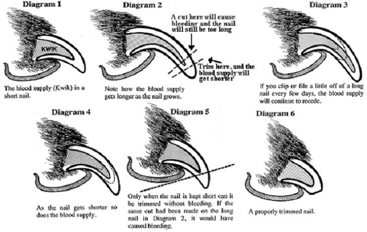 If I cut a nail too short, will it grow back? image 6