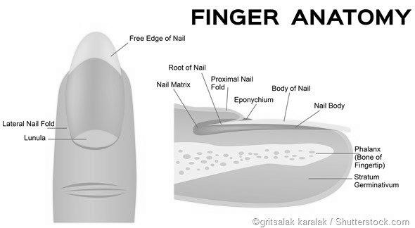 If I lost half of my fingernail, will it grow back? image 9