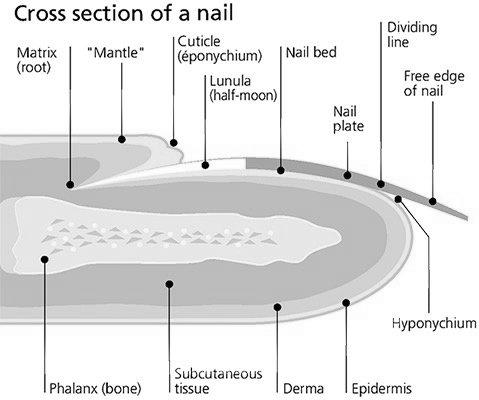 How far back under your skin do your fingernails grow? image 2