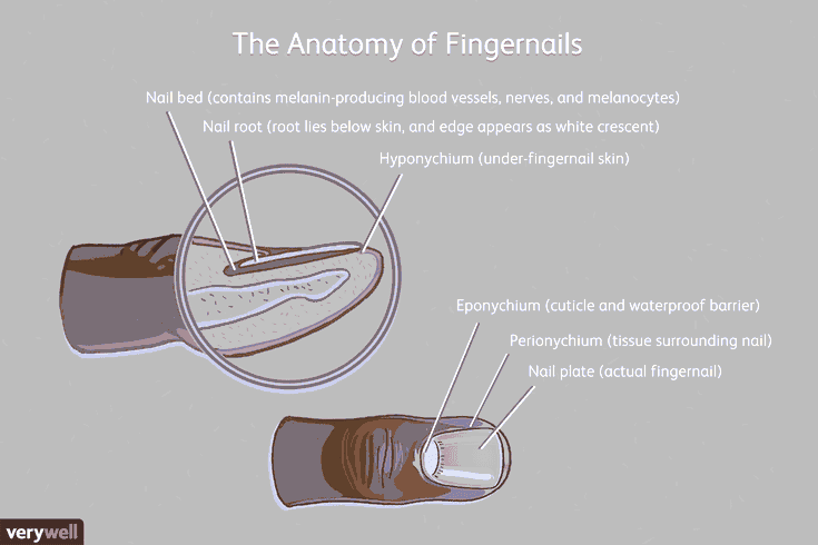 How far back under your skin do your fingernails grow? image 8