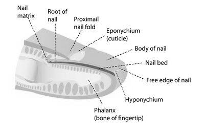 Is it possible for nail polish to reduce the growth of nails? image 14