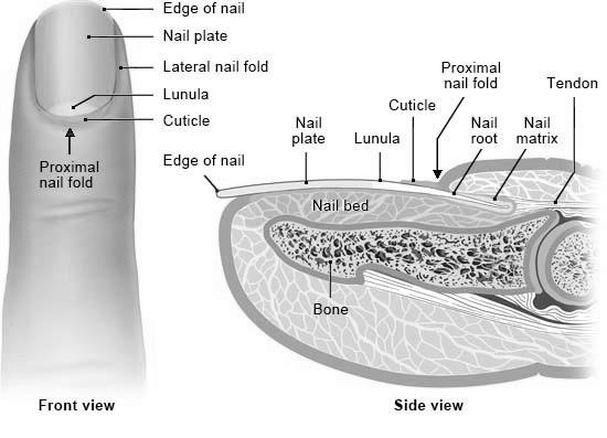 How do nails grow? photo 1