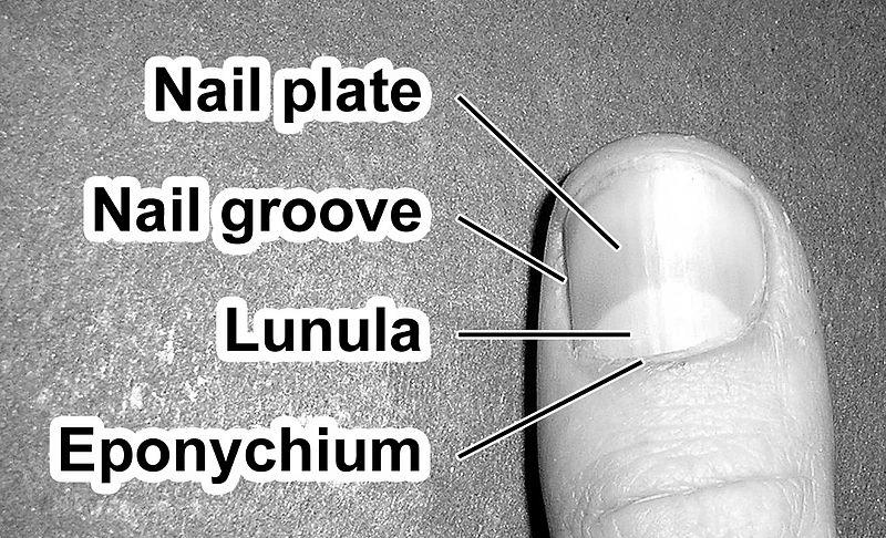 How can I get the lunulae back to my fingers? image 10