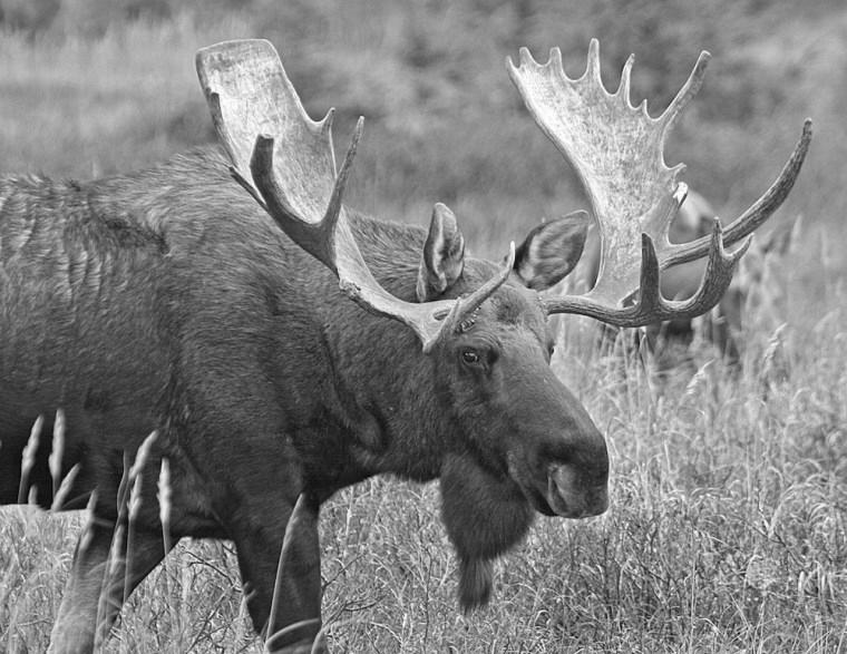 Are horns (of animals) like our nails? What are they? photo 11