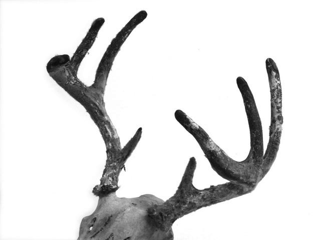 Are horns (of animals) like our nails? What are they? photo 13