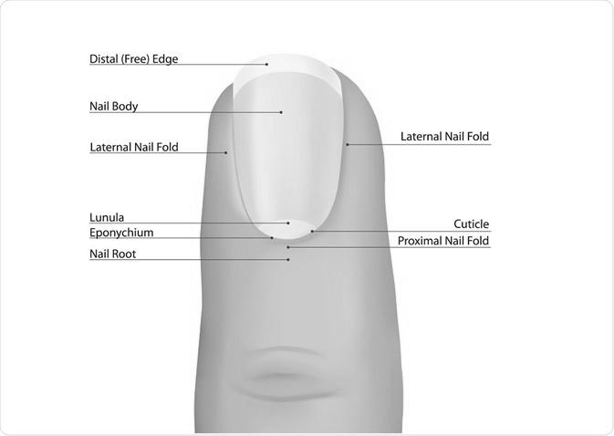 What doctor should I see for nail ailments? image 15