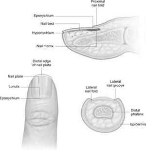 Why should we study nail disorders and diseases? photo 1